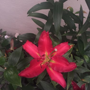 Nick's garden