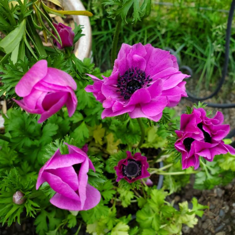 Plant image Anemone coronaria 'Harmony Orchid'