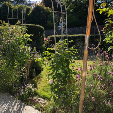 Stephen & Michelle's garden