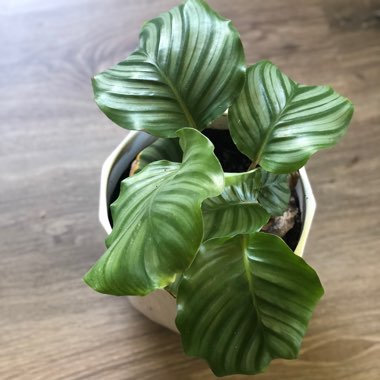 Calathea Orbifolia