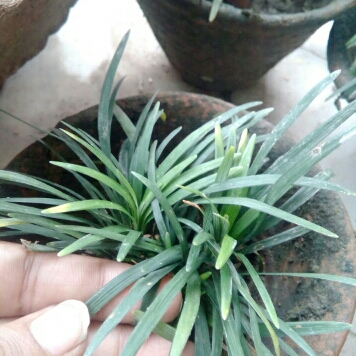 plant image 210477