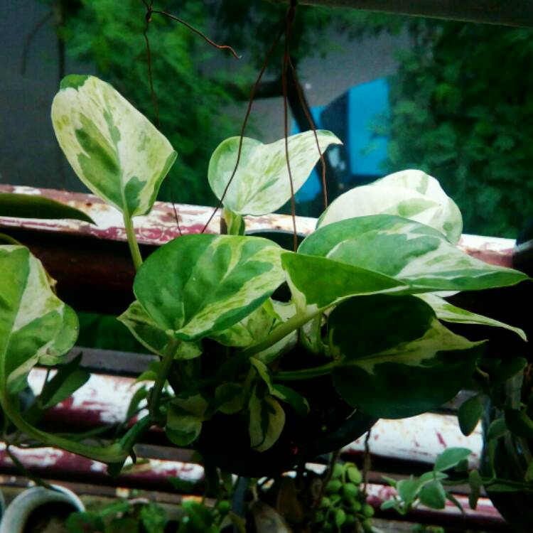plant image 229211