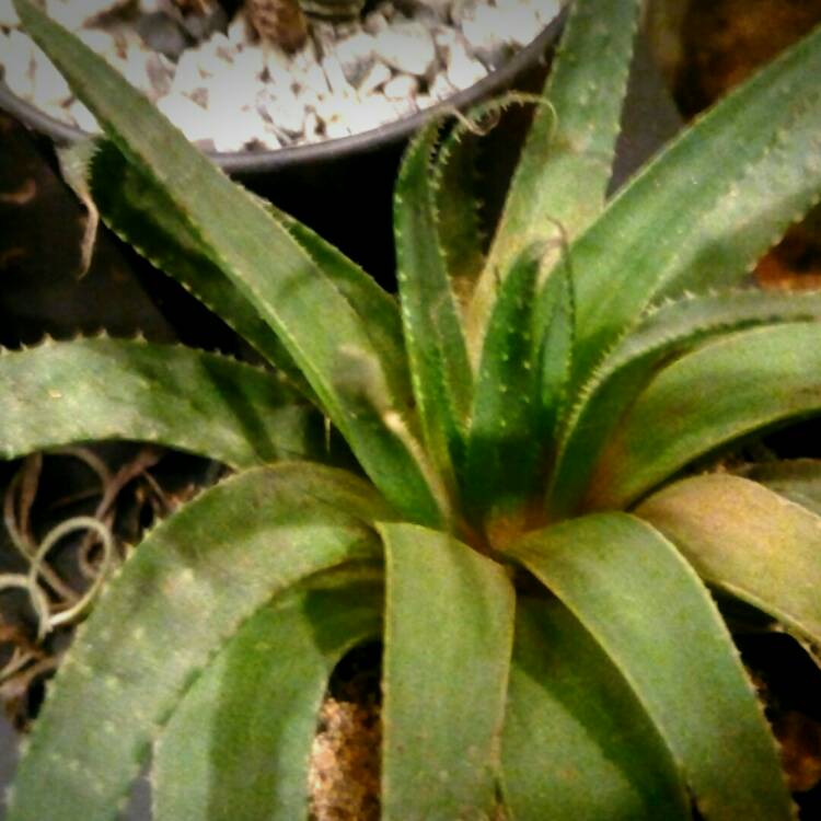 Plant image Aloe Spinosissima