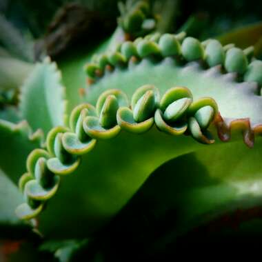 Kalanchoe Blossfeldiana