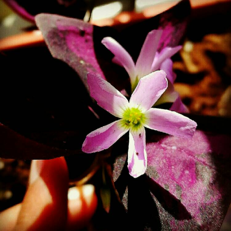 plant image 352643