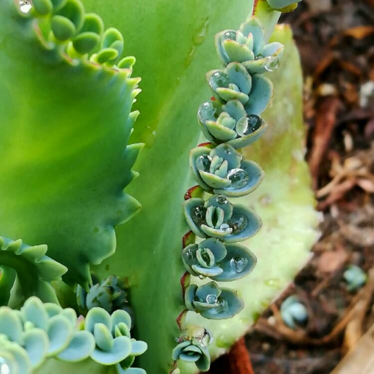 plant image 396948