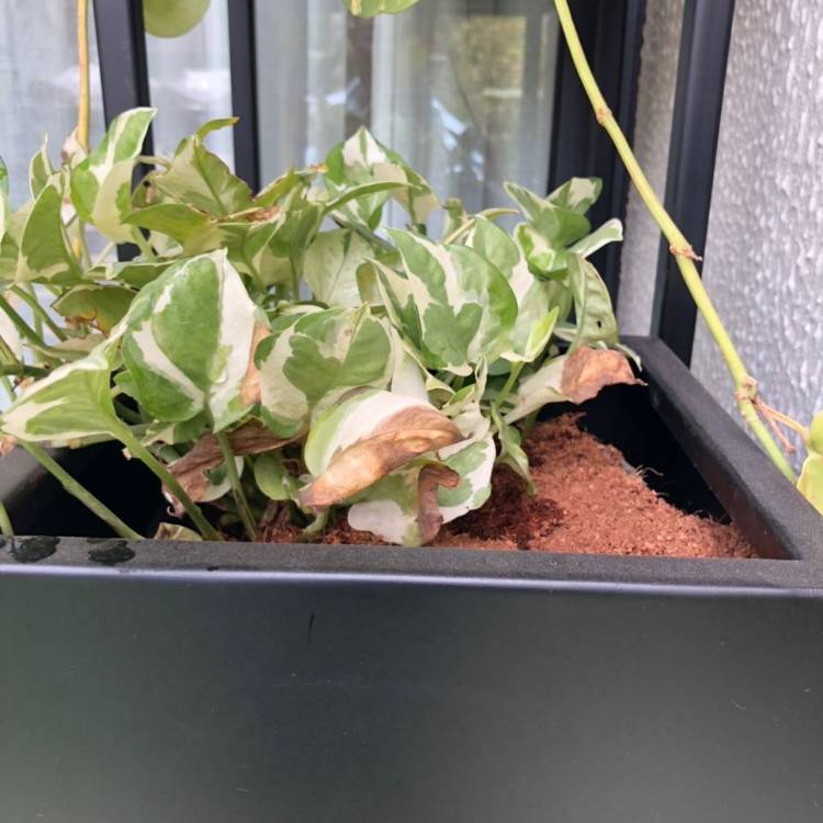 plant image 698245