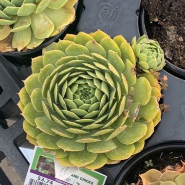 Hen and Chicks