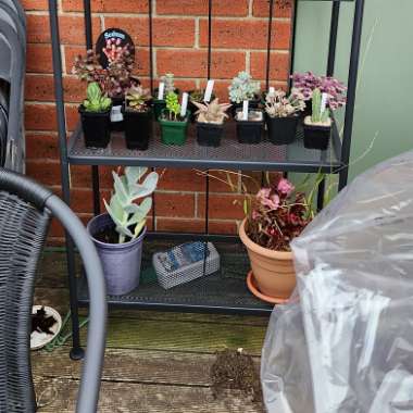 Jess's garden