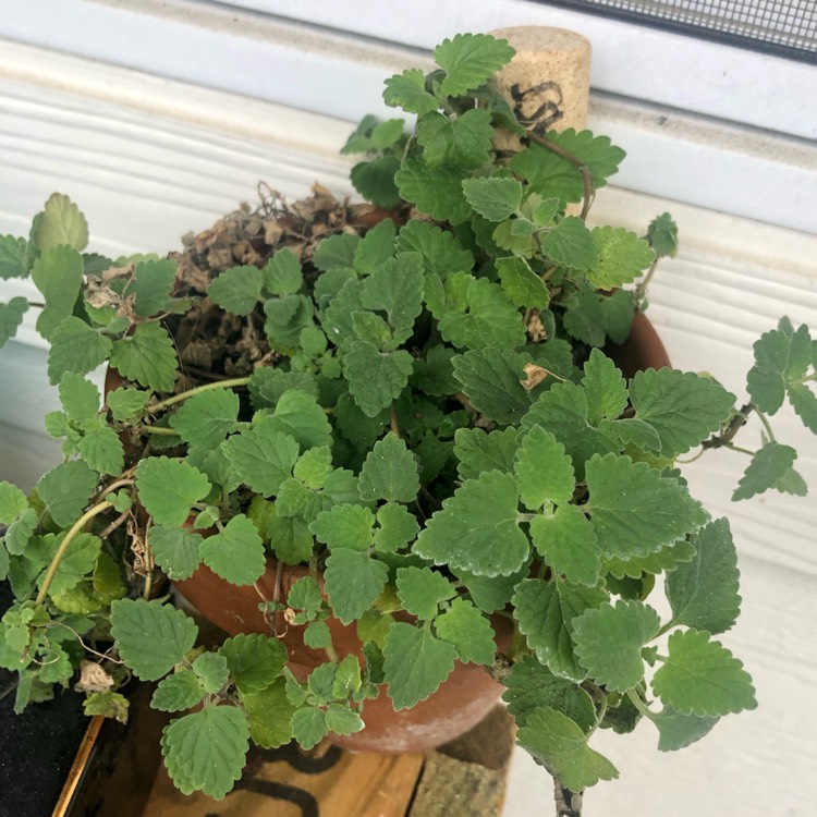 Plant image Nepeta 'Cataria'