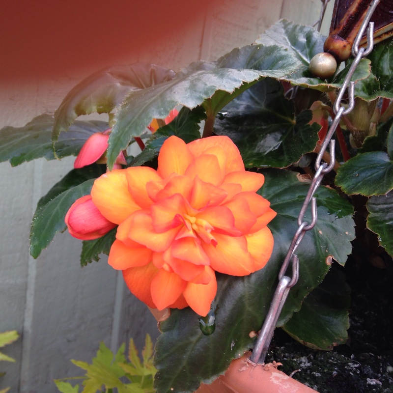 Thelma's garden
