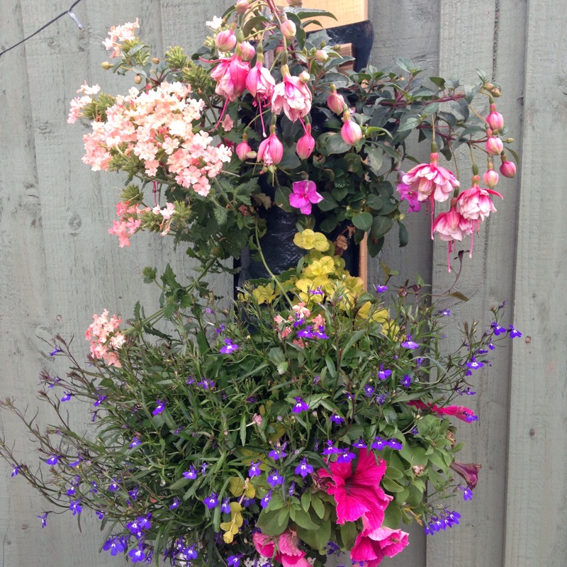 Thelma's garden