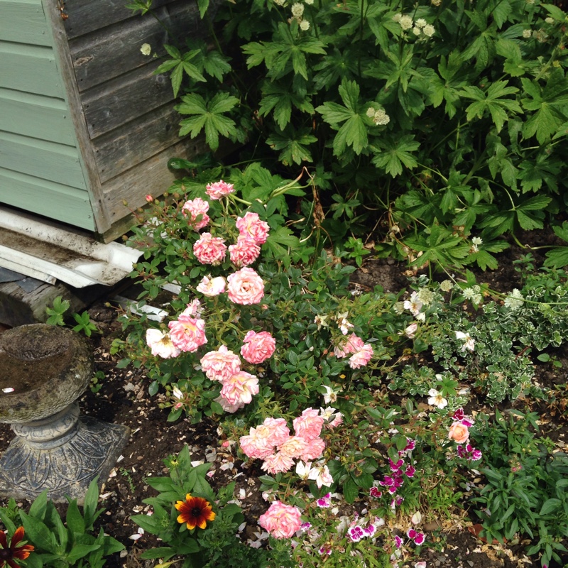 Thelma's garden