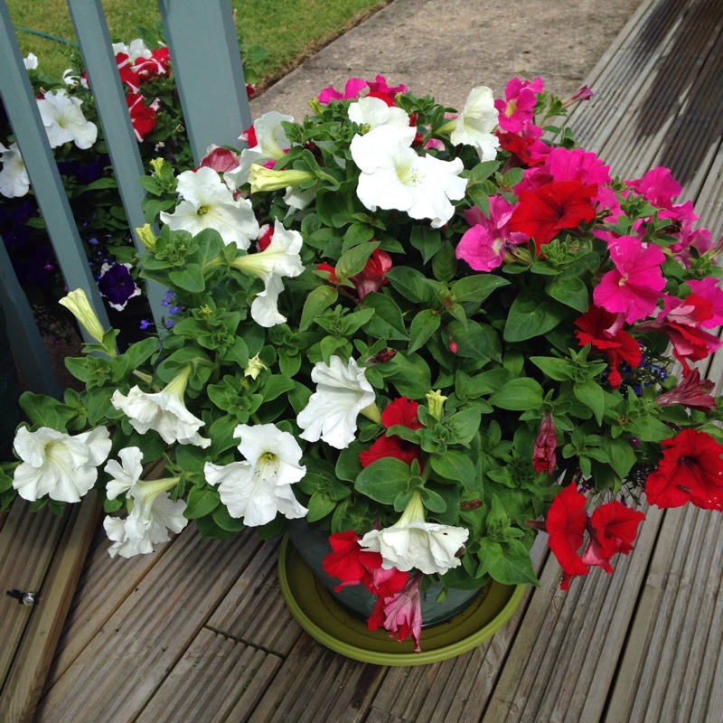 Thelma's garden