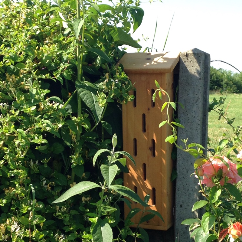 Thelma's garden