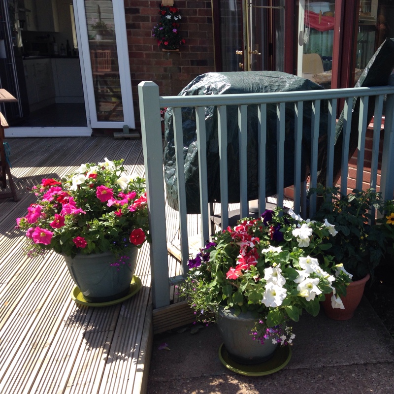 Thelma's garden