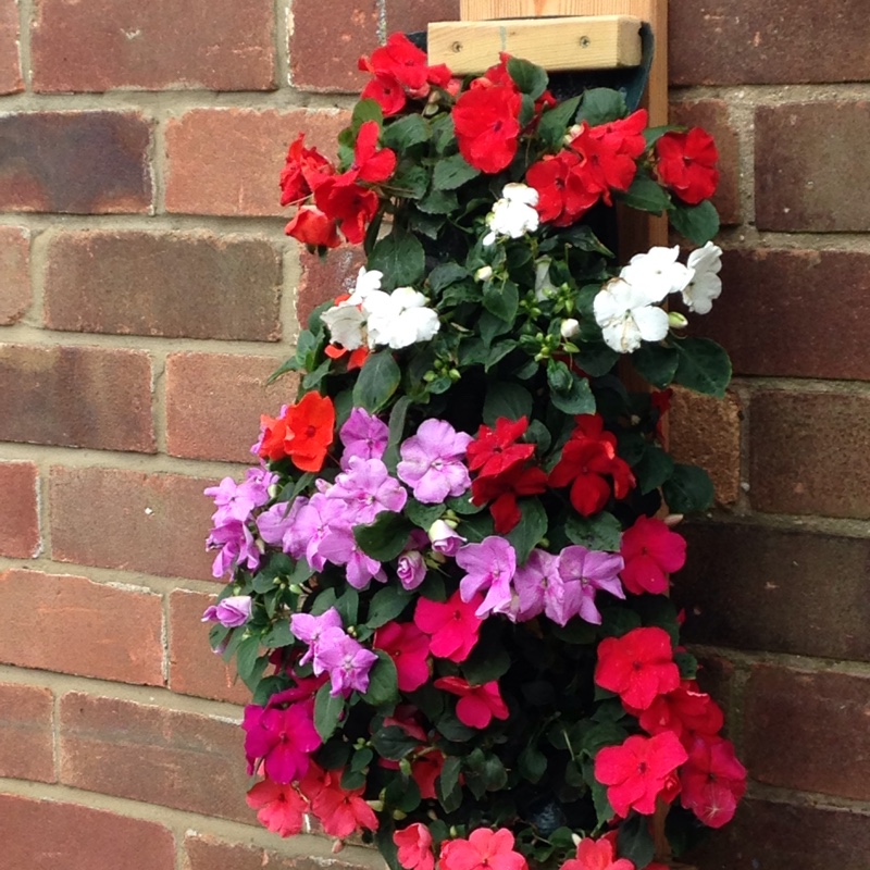 Thelma's garden
