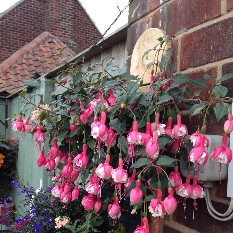Thelma's garden
