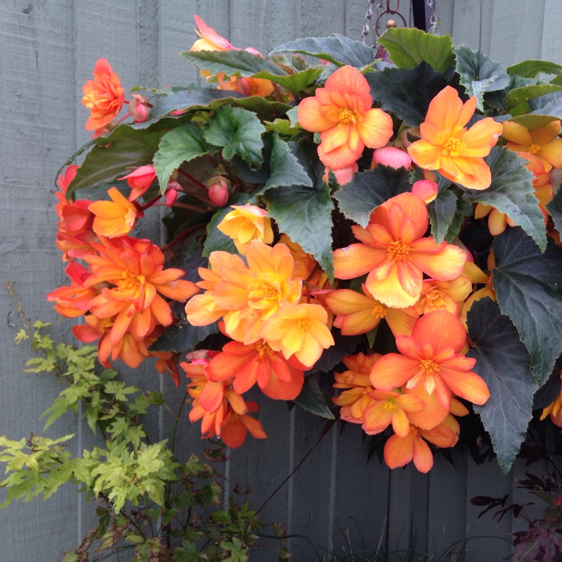 Thelma's garden