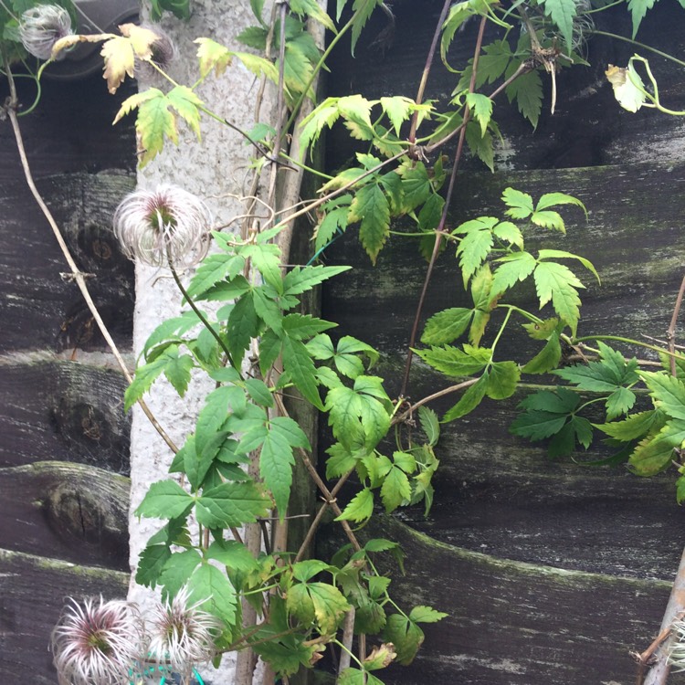 Plant image Clematis virginiana