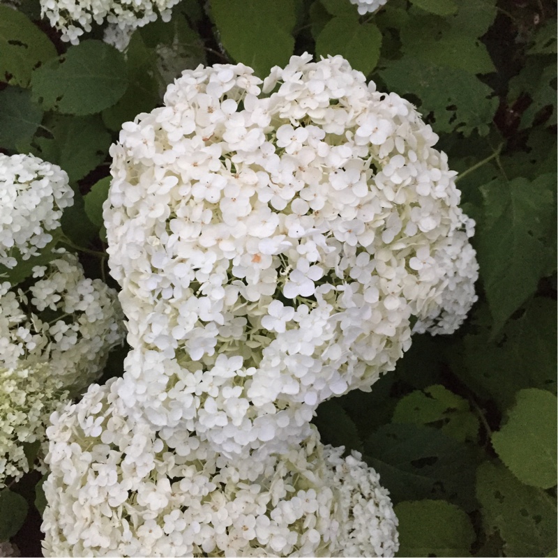 David's garden