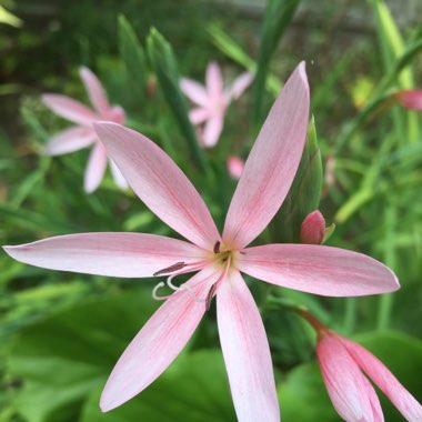 David's garden