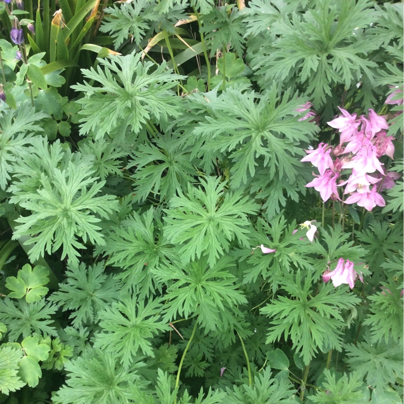 Donna's garden
