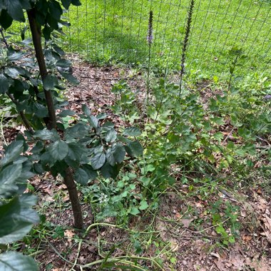 James's garden