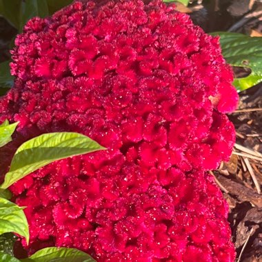 Cockscomb