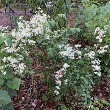 James's garden
