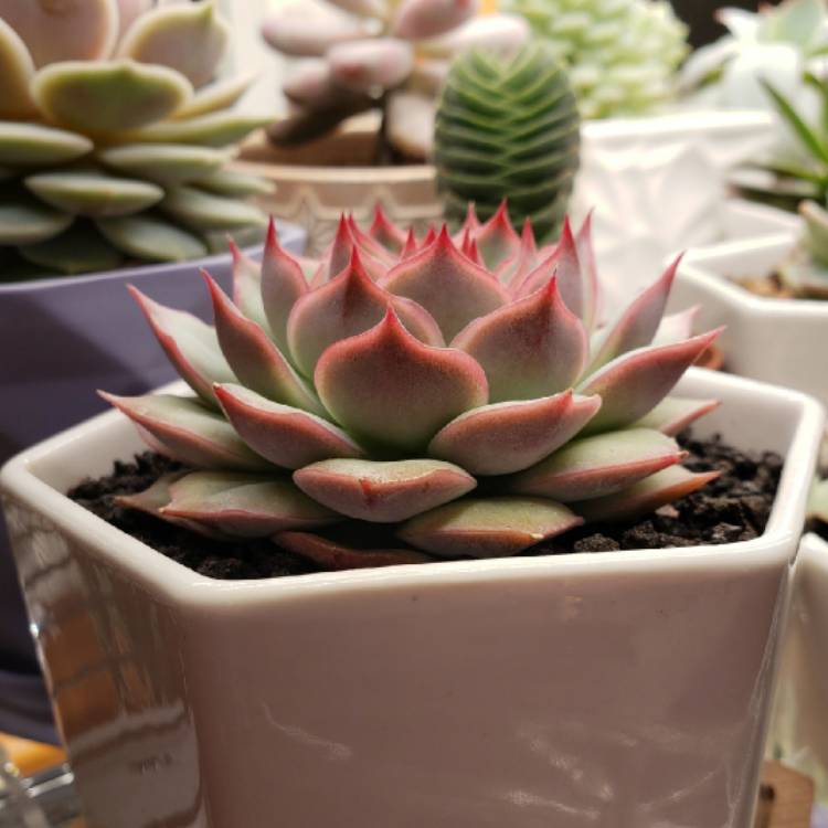 Plant image Echeveria Prism