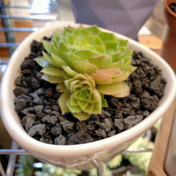 Plant image Aeonium Hime Meikyou