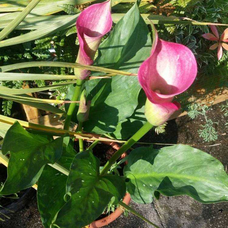 Plant image Zantedeschia 'Pink Jewel'