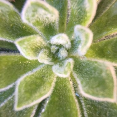 Echeveria 'Doris Taylor'
