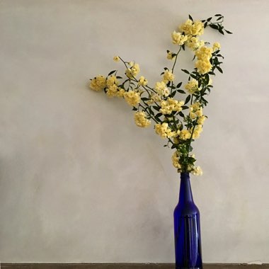 Rose (Climbing)