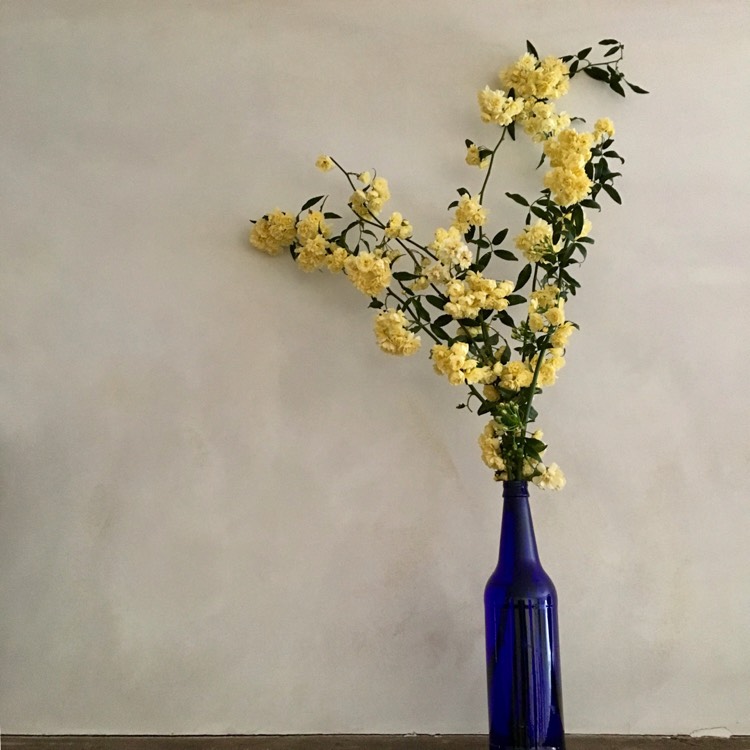 plant image 349529