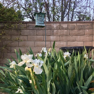 Shannon's garden
