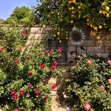 Shannon's garden