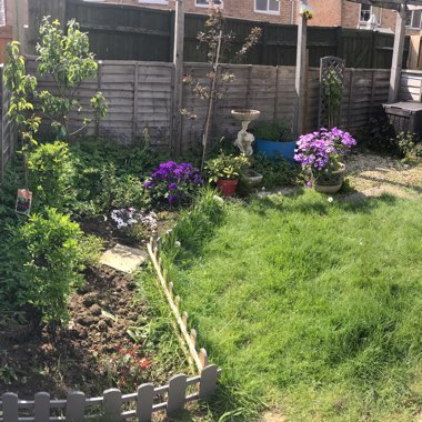 Samii's garden