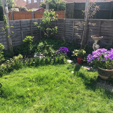 Samii's garden