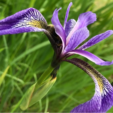 Iris