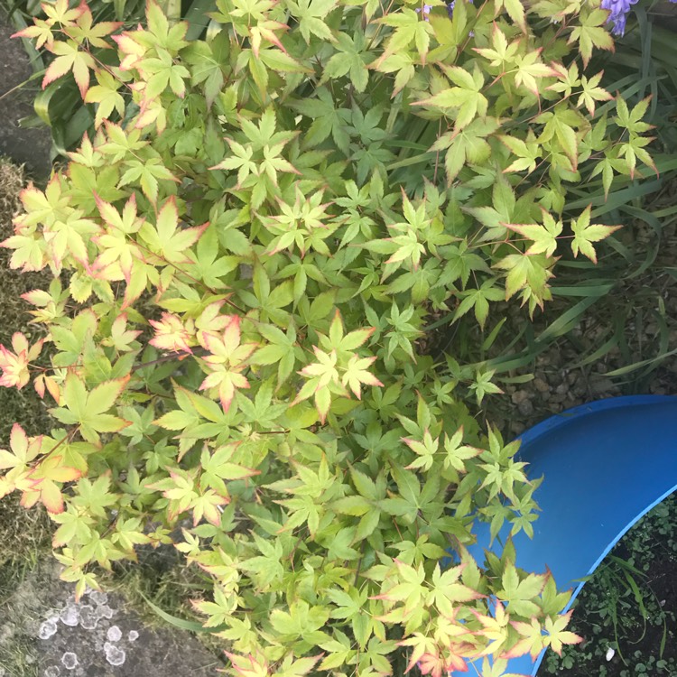Plant image Acer palmatum 'Mapi-no-machi-hime'