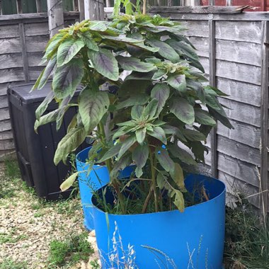 Samii's garden