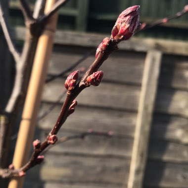 Crab Apple
