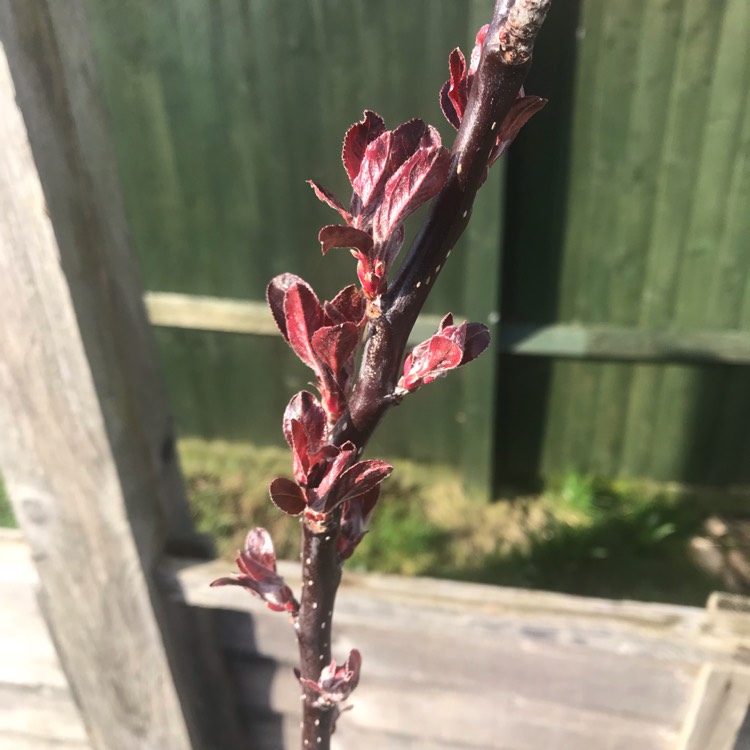 Plant image Malus sylvestris
