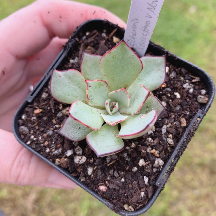 Plant image Echeveria Strictiflora var. Nova