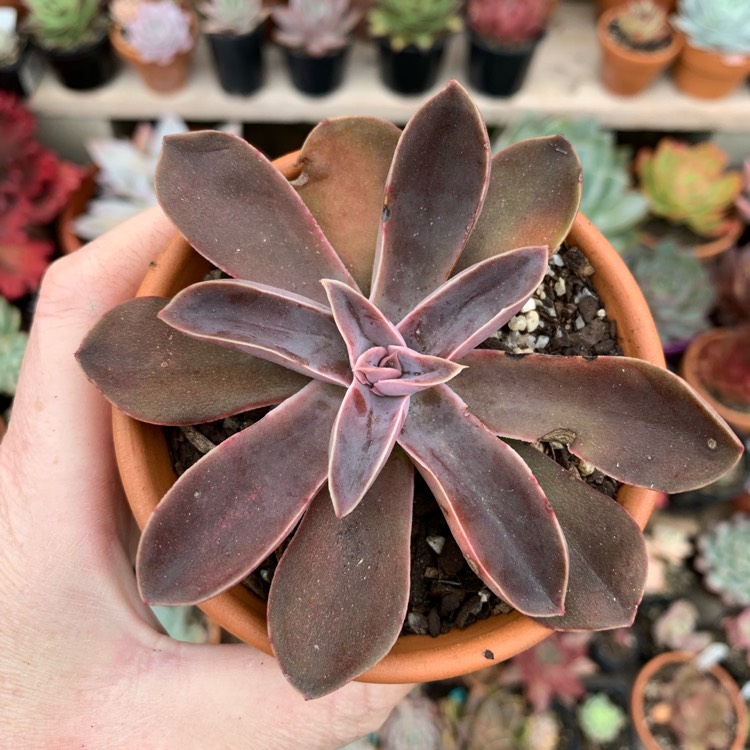 Plant image Echeveria Racemosa var. Racemosa