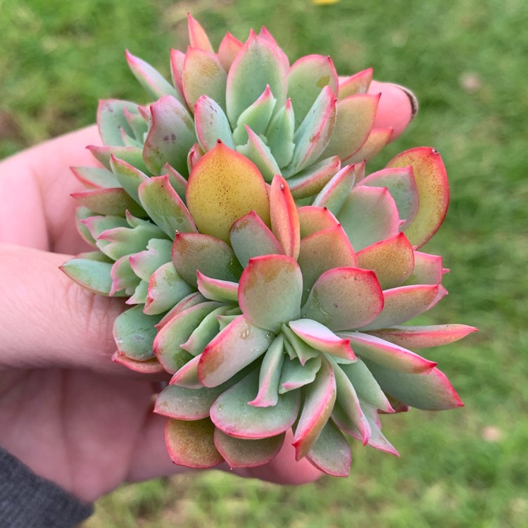 Plant image Echeveria Low