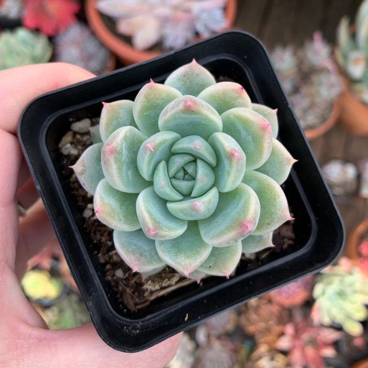 plant image 1134962