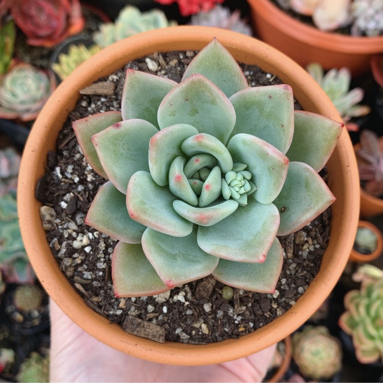 plant image 1137770
